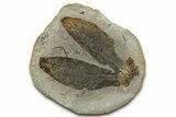 Pennsylvanian Fern Fossil Pos/Neg - Mazon Creek #325831-1